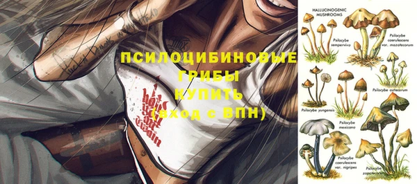 прущие грибы Верея